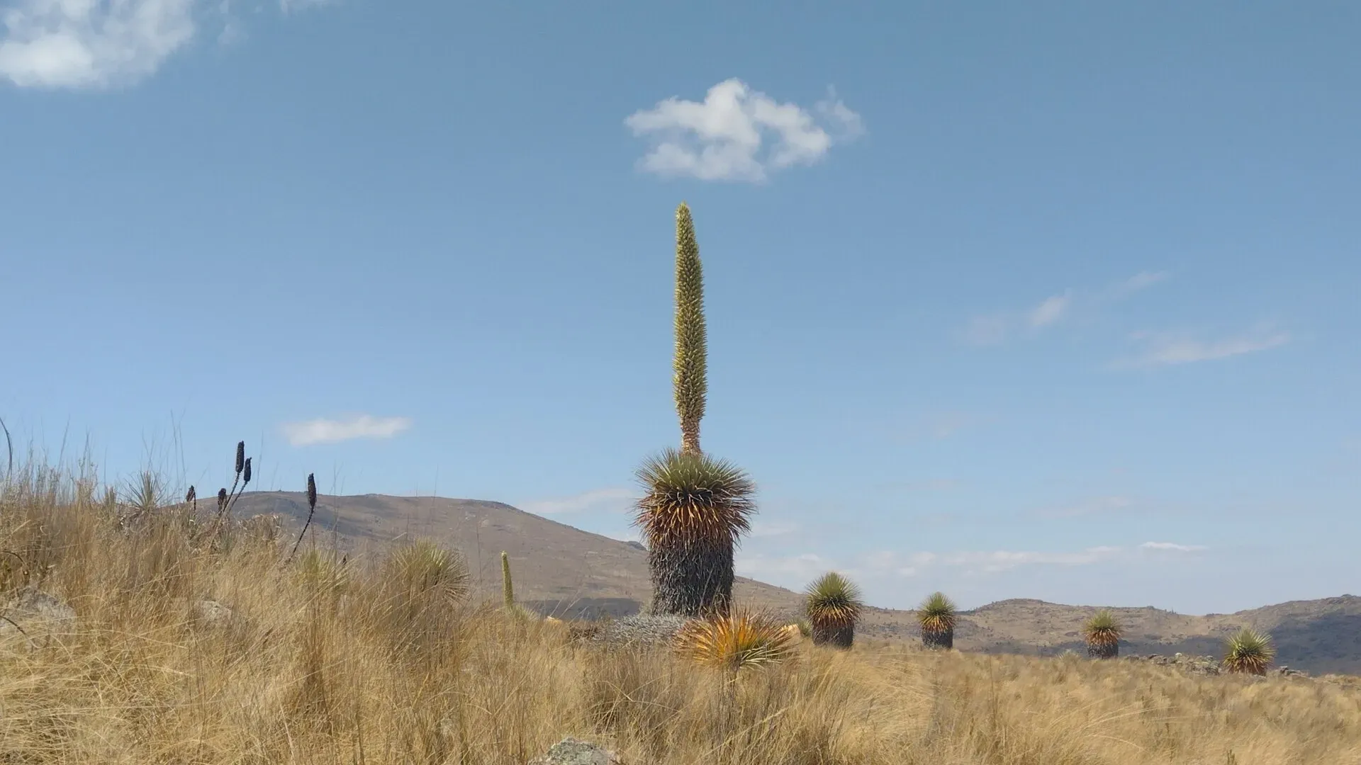 Tailor-made Peru + Huaraz